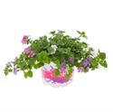 Afbeelding van Festival Colours Bacopa P12 Mixpot